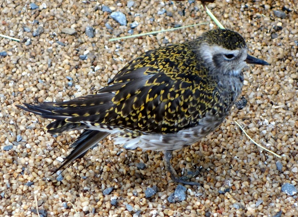 Pluvialis dominica - National Aviary - DSC05697