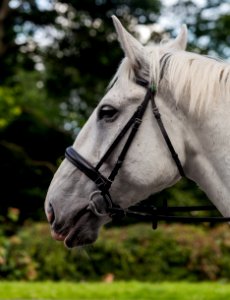 Police horse, Edinburgh, Scotland, GB, IMG 3628 edit
