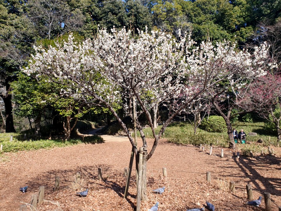 Plum trees with flowers at Arisugawa Park