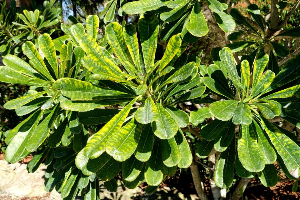 Plumeria obtusa 'Costa Rica' - Naples Botanical Garden - Naples, Florida - DSC00060