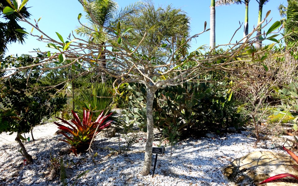 Plumeria × stenopetala - Naples Botanical Garden - Naples, Florida - DSC00001