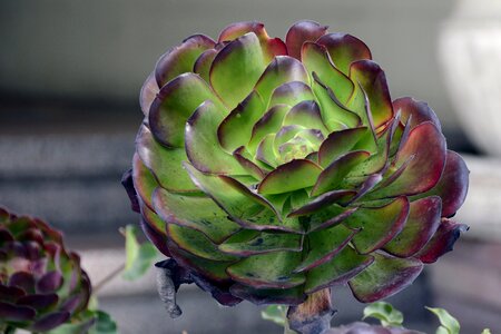 Aeonium leaves meaty