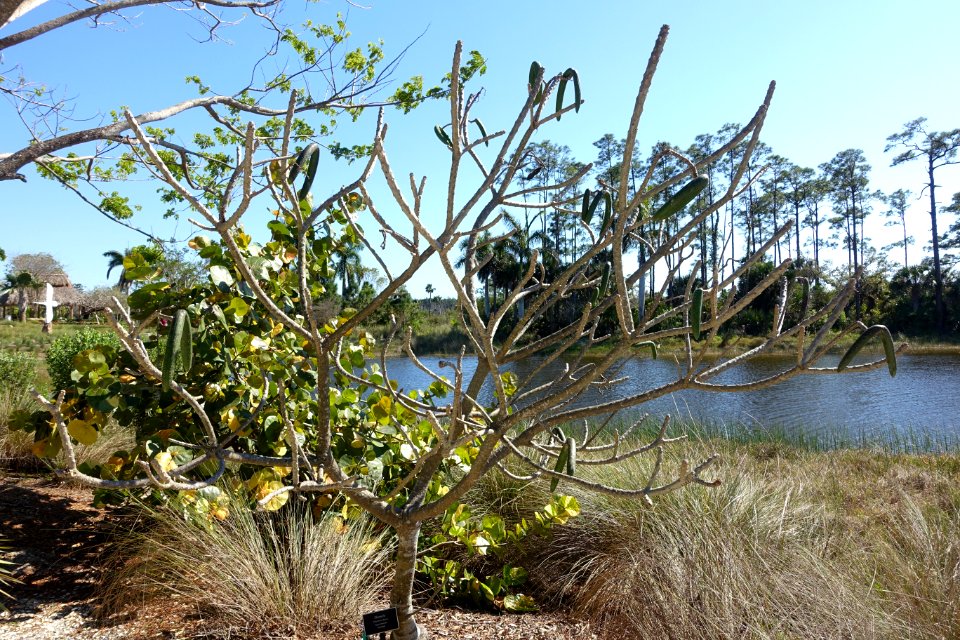 Plumeria obtusa - Naples Botanical Garden - Naples, Florida - DSC00003