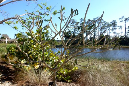 Plumeria obtusa - Naples Botanical Garden - Naples, Florida - DSC00003