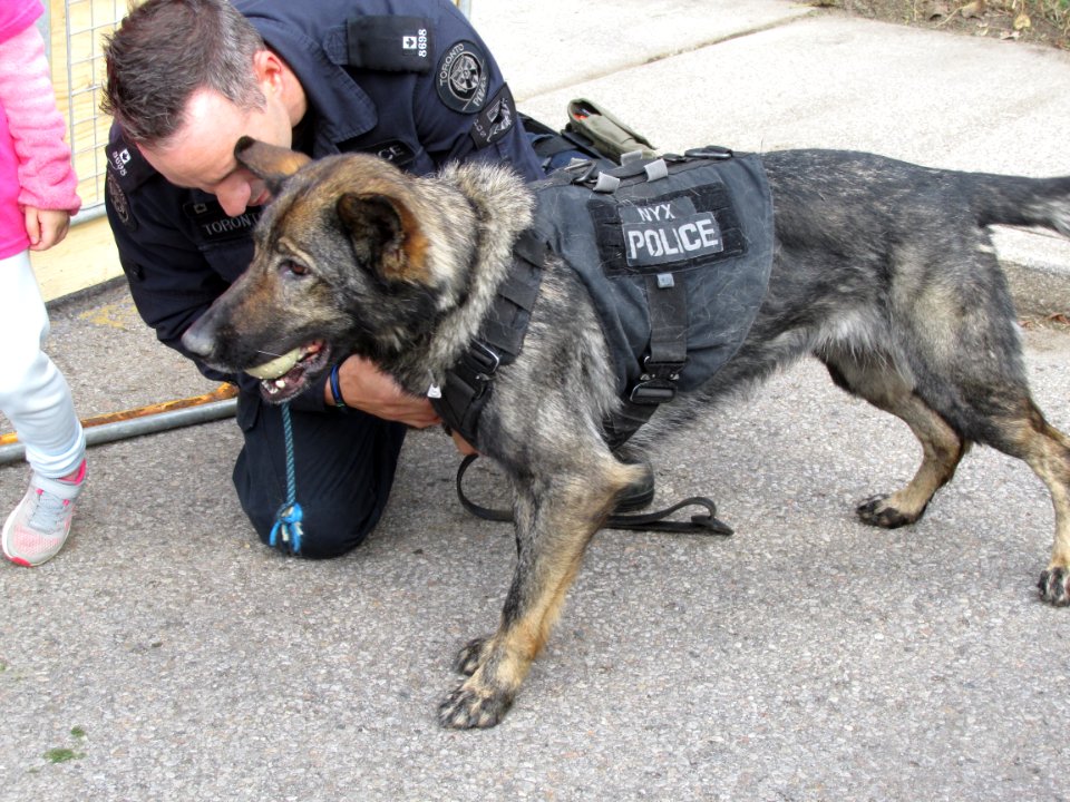 Police Dog at Toronto Open House 06