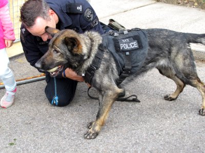 Police Dog at Toronto Open House 06 photo