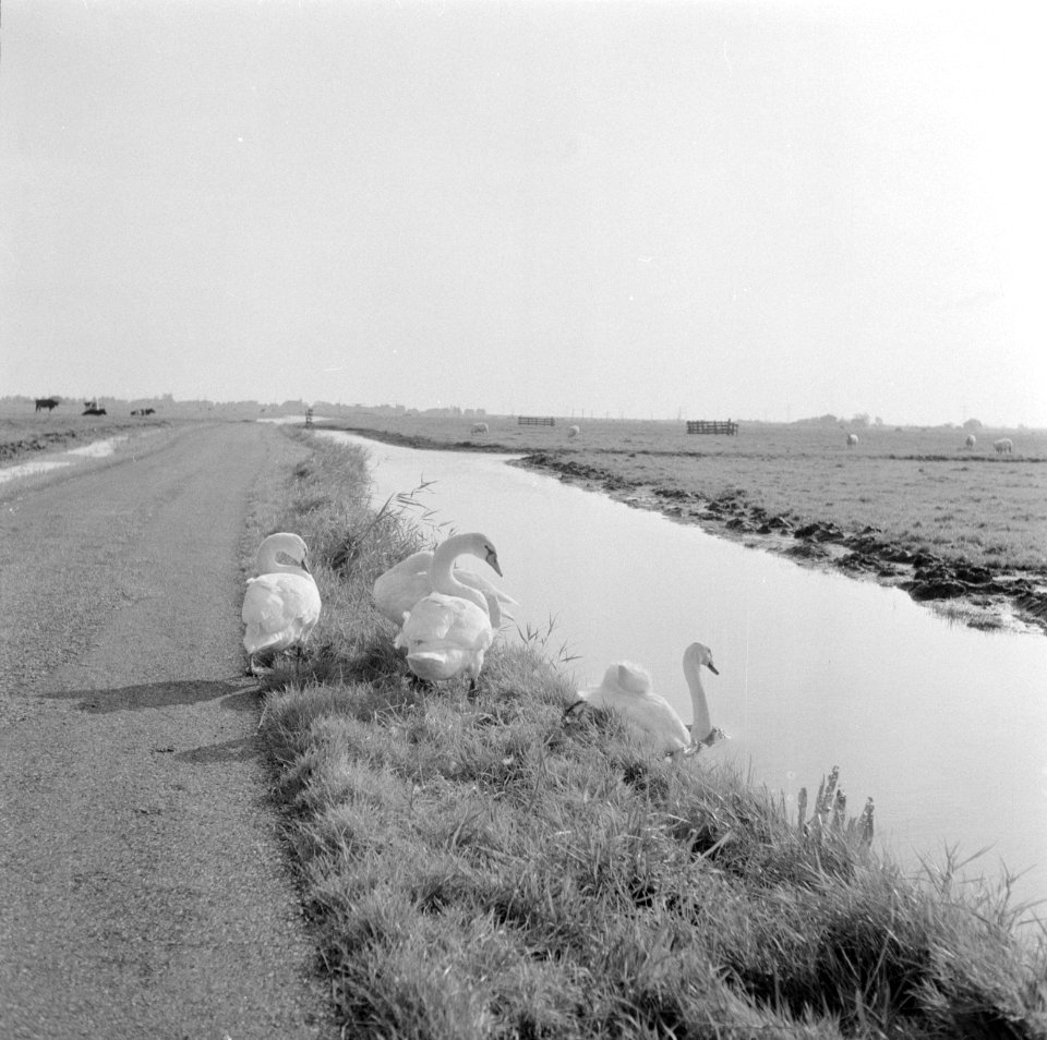 Polderlandschap met kanaal en zwanen, Bestanddeelnr 254-4707