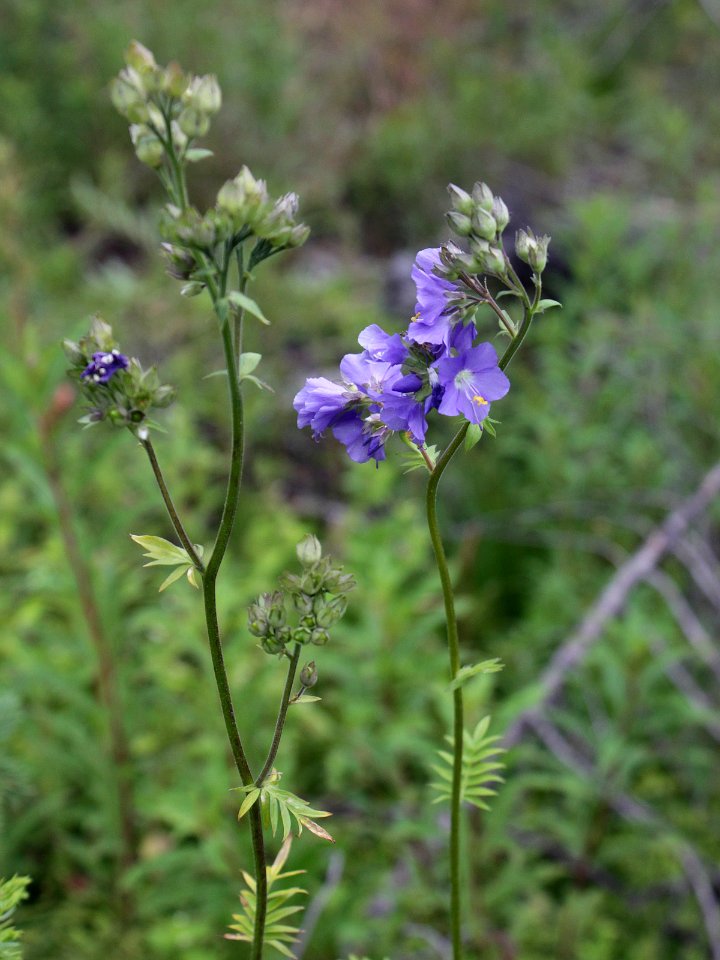 Polemonium caeruleum Kemi, Finland 15.07.2013
