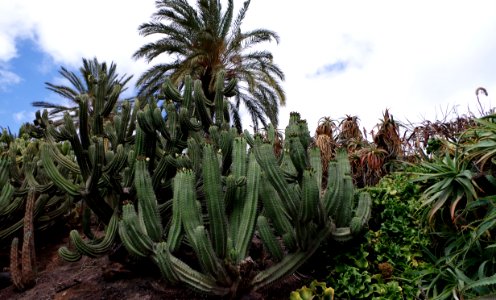 Polaskia Chichipe Mexico
