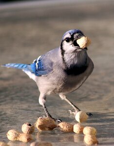 Bird bluejay feeding