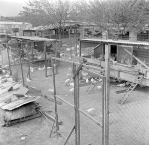 Pluimveebedrijf, Bestanddeelnr 255-0157