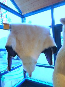 Polar bear skin on sale in Honningsvåg, Norway
