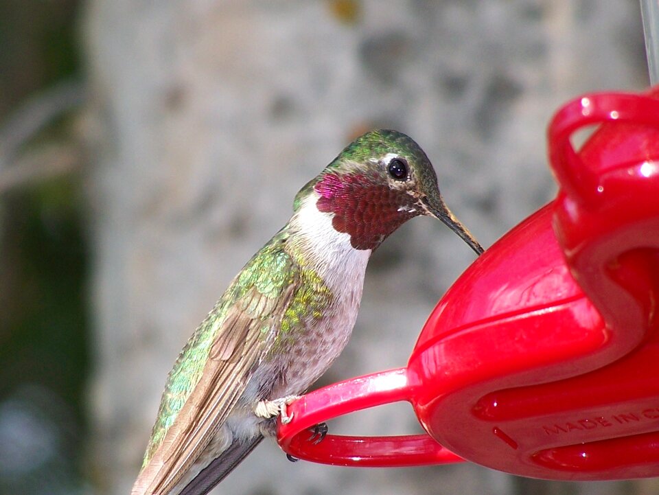 Bird wildlife nature