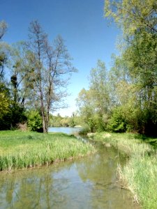Polder Söllingen-Greffern, Schlute Korbmachergrund Ost