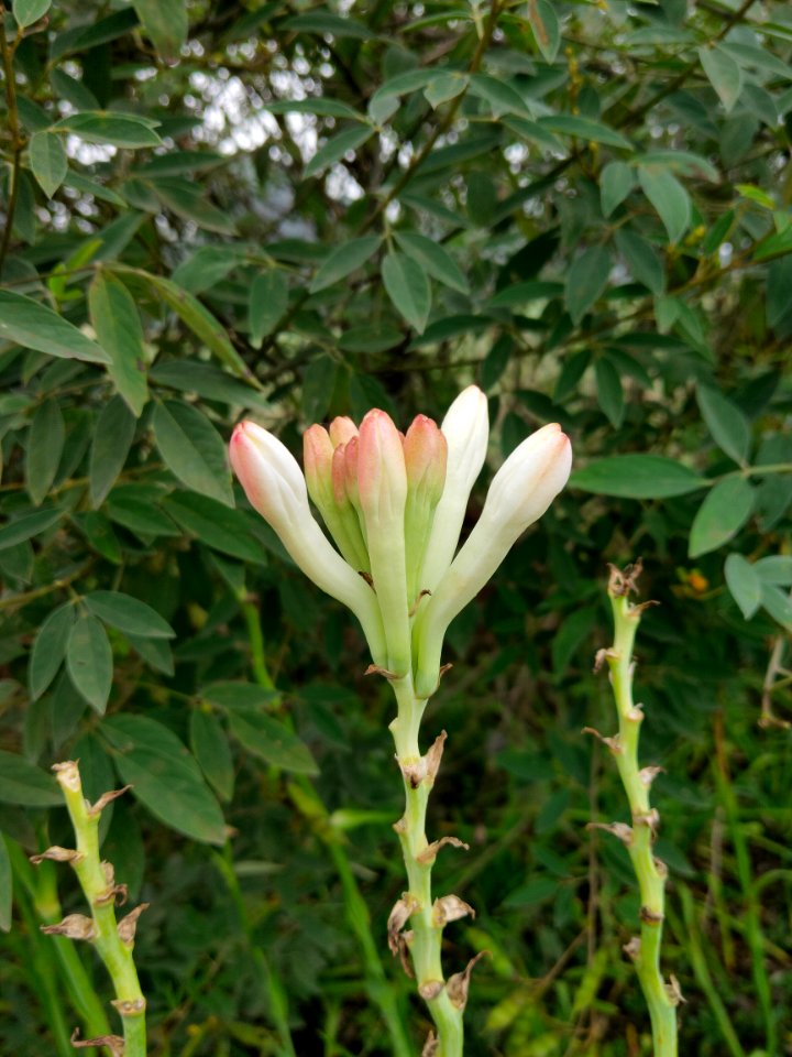 Polianthes tuberosa 2