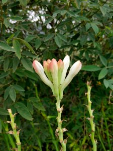 Polianthes tuberosa 2 photo