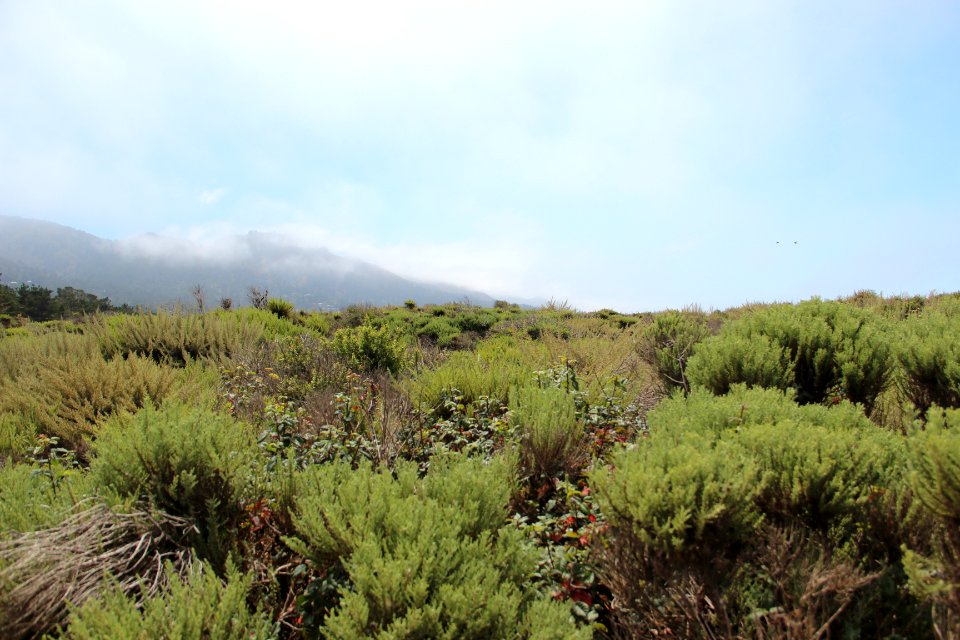 Point Lobos State Reserve August 2019 (4) w