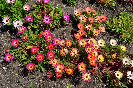 Summer plant bloom