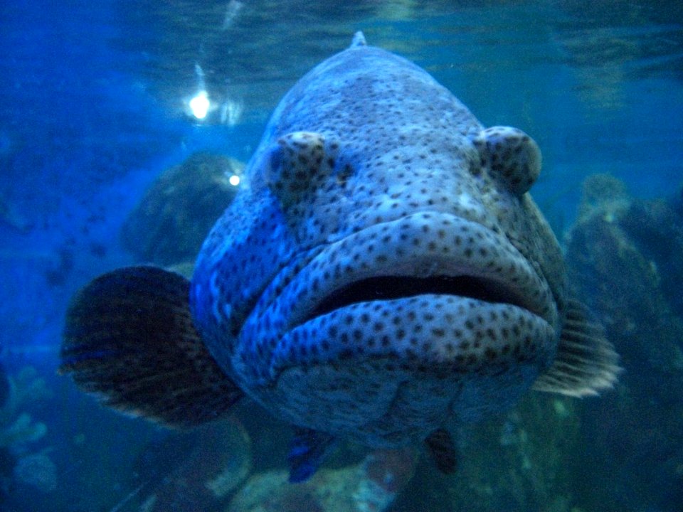 Poisson aquarium vietnam