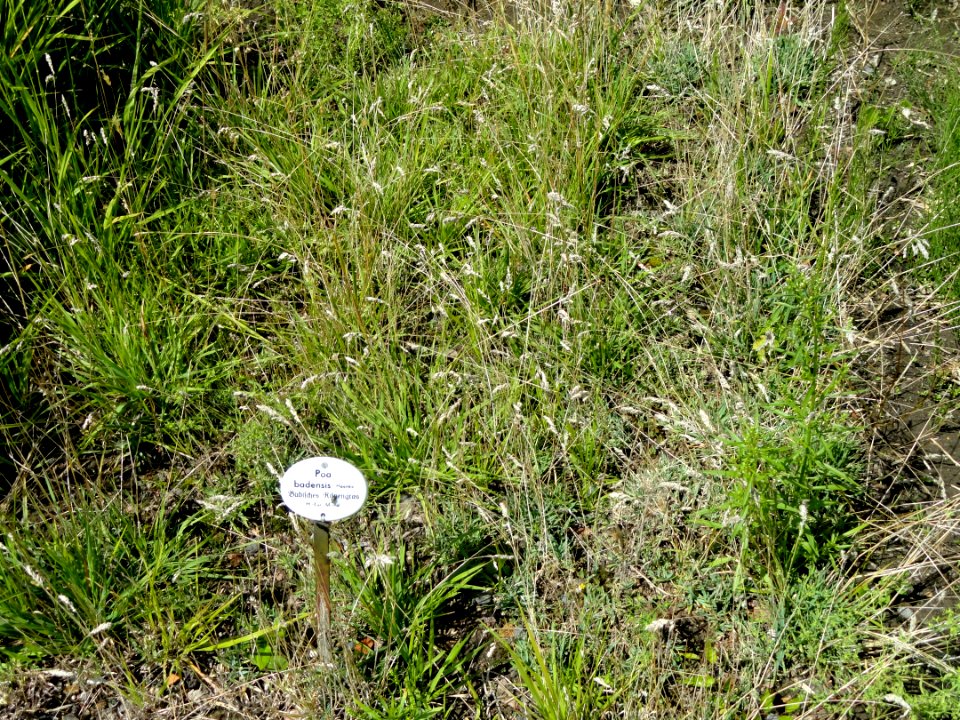 Poa badensis - Botanical Garden, University of Frankfurt - DSC02727