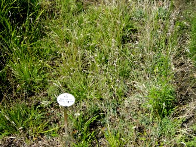 Poa badensis - Botanical Garden, University of Frankfurt - DSC02727