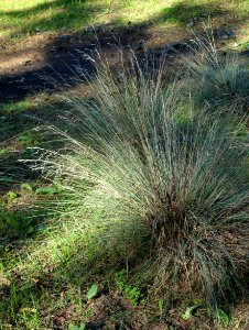 Poa labillardierei - Jardín Botánico de Barcelona - Barcelona, Spain - DSC08938