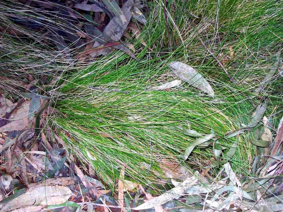 Poa meionectes ERBG