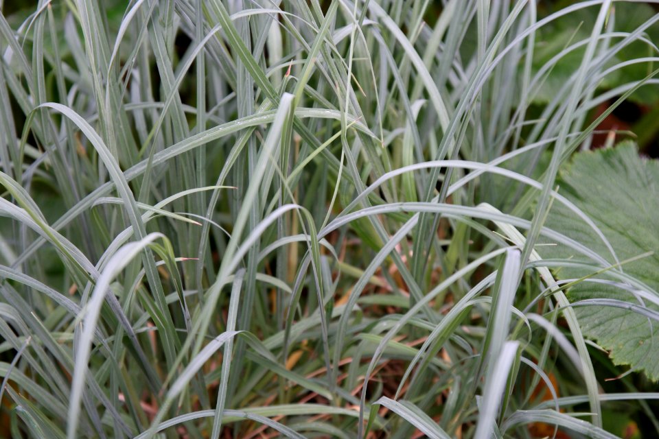 Poa cookii at the Sub Antarctic Plant House, Royal Tasmanian Botanical Gardens 02