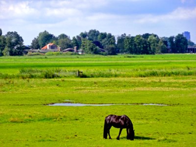 Polder Arkemheen bij Nekkeveld