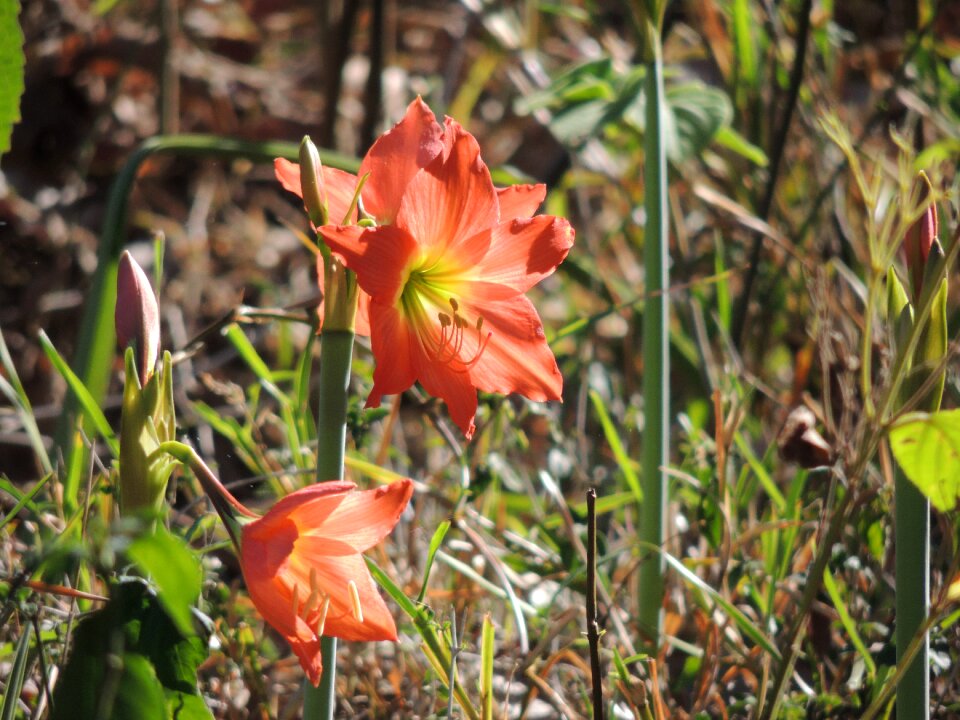 Colorful plant bright