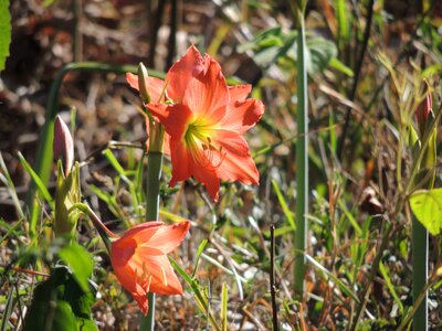 Colorful plant bright