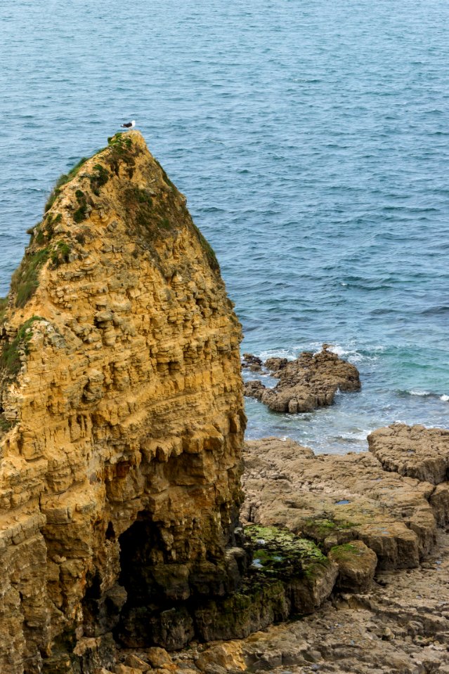 Pointe du Hoc bird