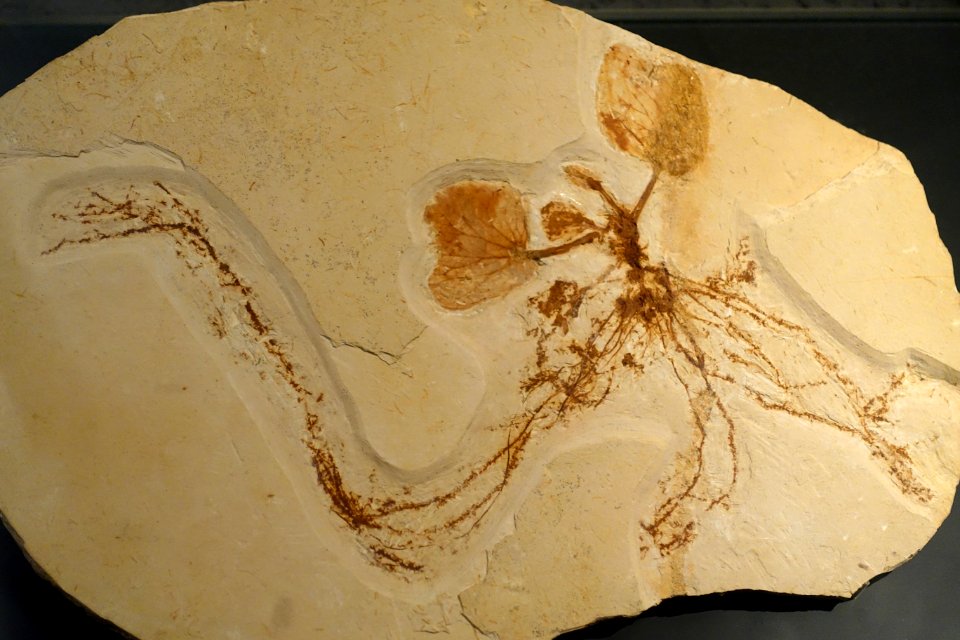 Pluricarpellatia, Brazil - Museum fur Naturkunde, Berlin - DSC00079