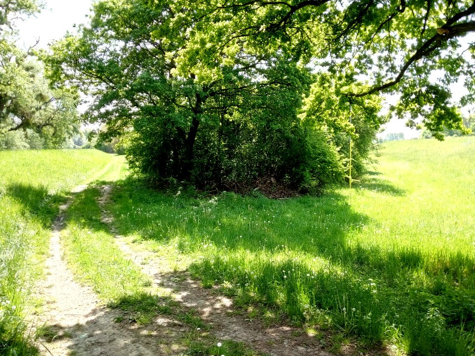 Polder Daxlander Au,, Sommerdeich und Winterdeich