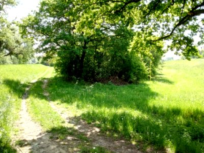 Polder Daxlander Au,, Sommerdeich und Winterdeich
