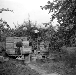 Plukken van appels op kwekerij de Olmenhorst in Abbenes, Bestanddeelnr 254-5343