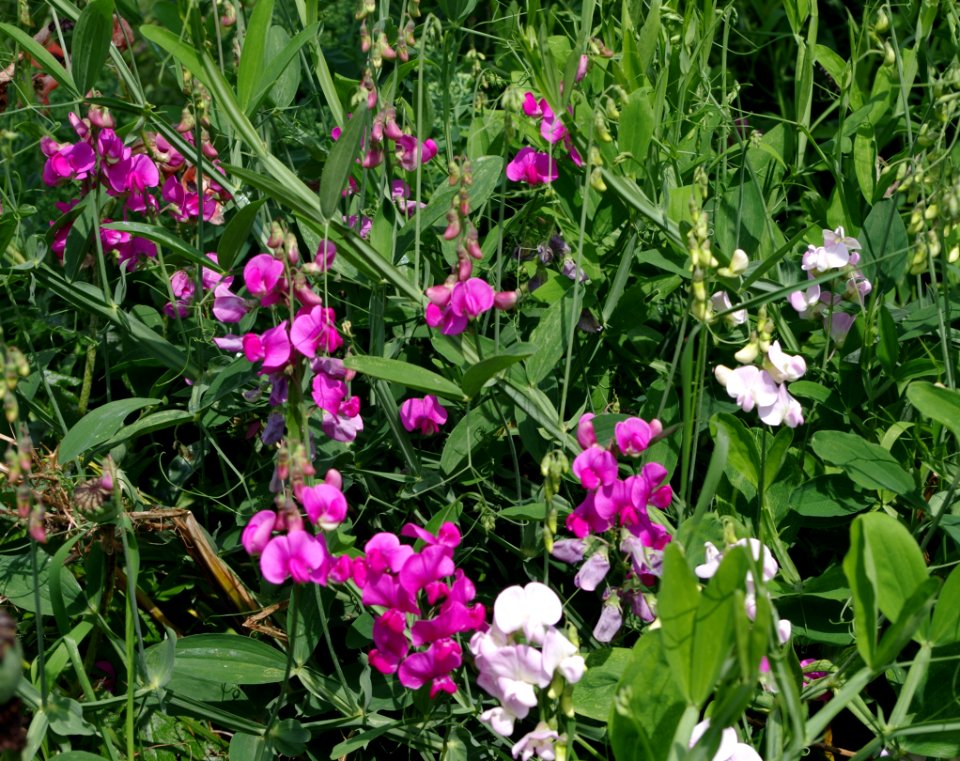 Pois de senteurs - Parc floral