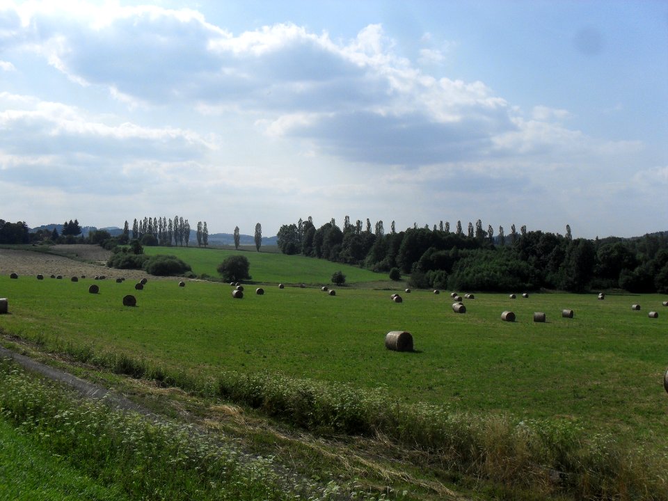Pole s baliky slamy - u Nicova