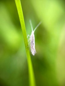 Plutella xylostella 85784935