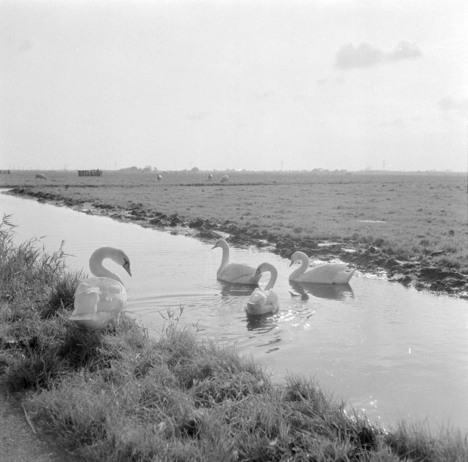 Polderlandschap met kanaal en zwanen, Bestanddeelnr 254-4708