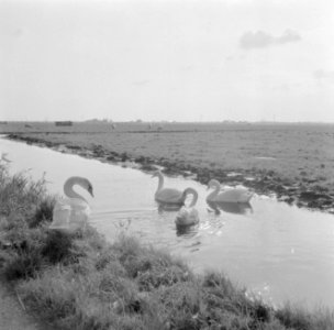 Polderlandschap met kanaal en zwanen, Bestanddeelnr 254-4708