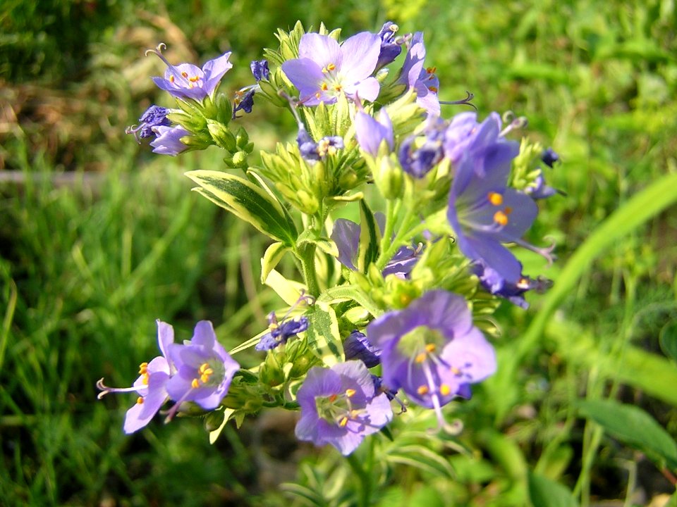 Polemonium caeruleum 2956