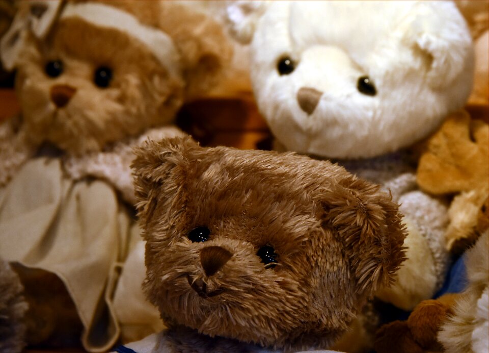 Bear plush teddy bear plush