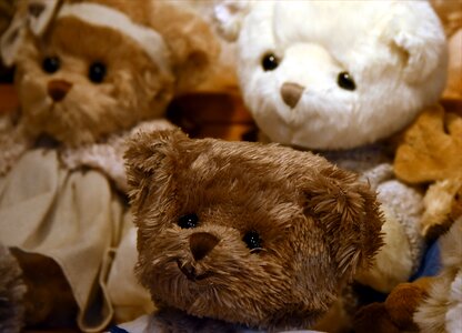 Bear plush teddy bear plush photo