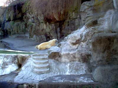 Polar bear at Bronx Zoo