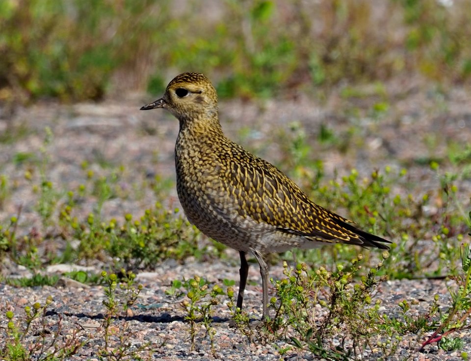 Pluvialis apricaria Oulu Finland 2020-08-05