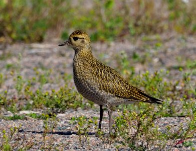 Pluvialis apricaria Oulu Finland 2020-08-05