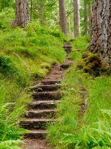 Wood grass greenery