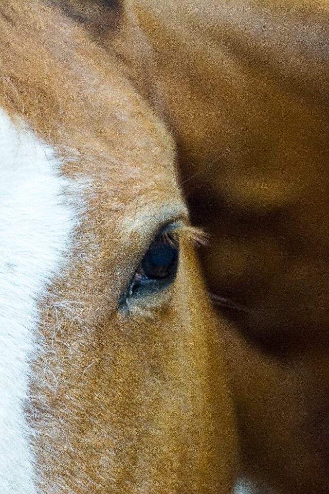 Cowboy colt field