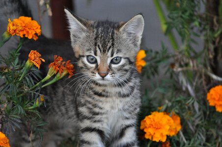 Animal charming fur